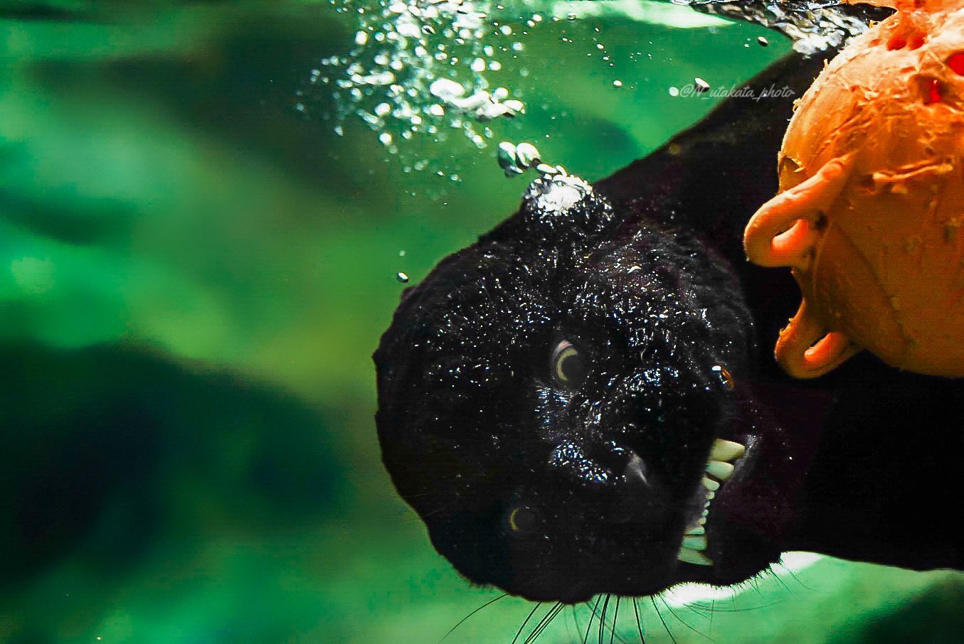 เสือจากัวร์