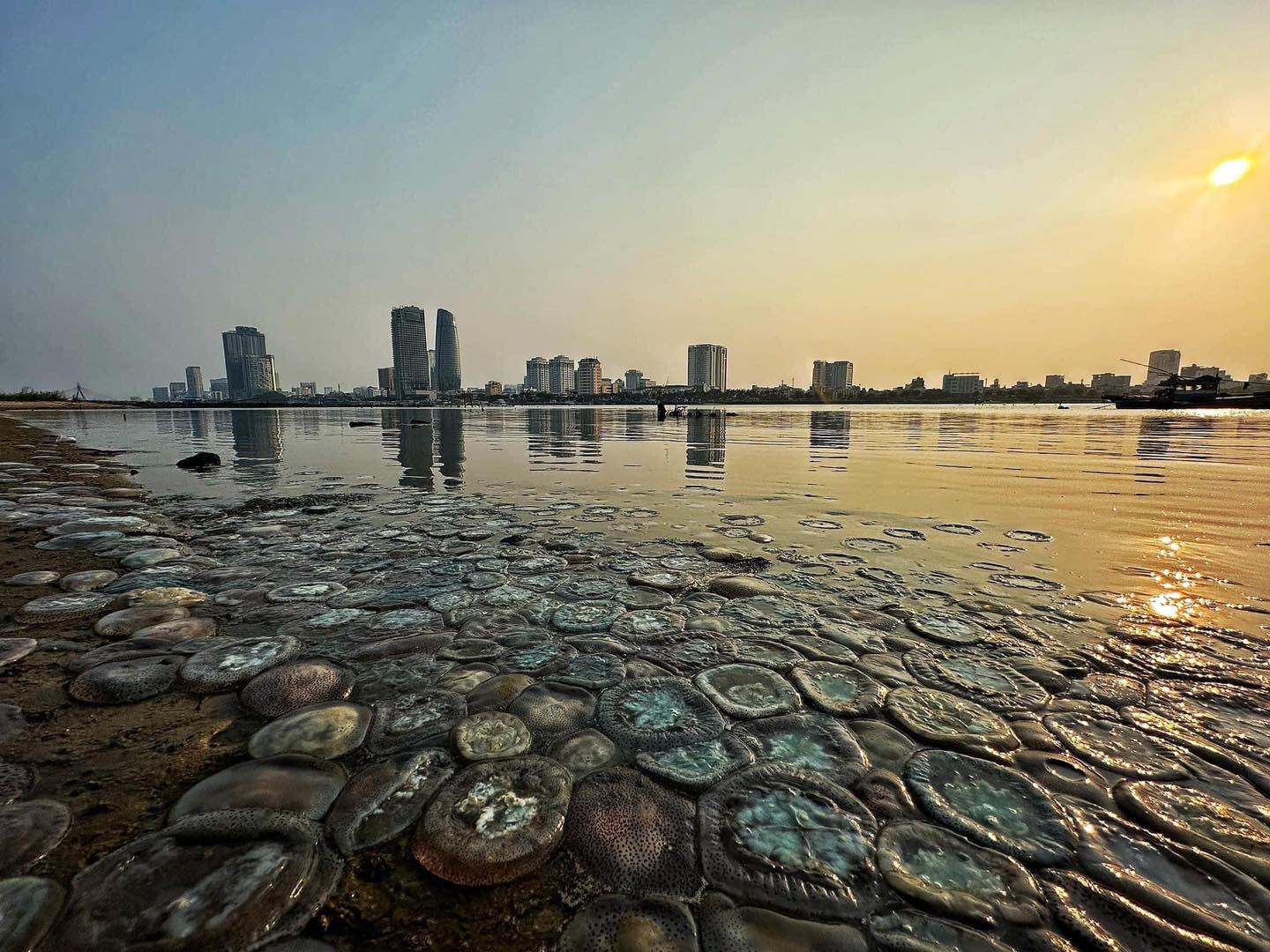 แมงกะพรุน