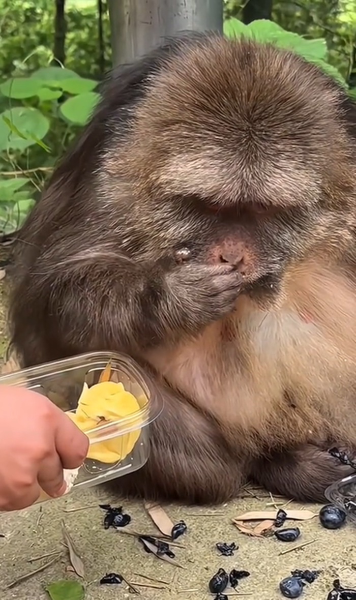 ทุเรียน