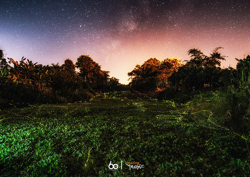 หิ่งห้อย โพธิ์ประทับช้าง พิจิตร