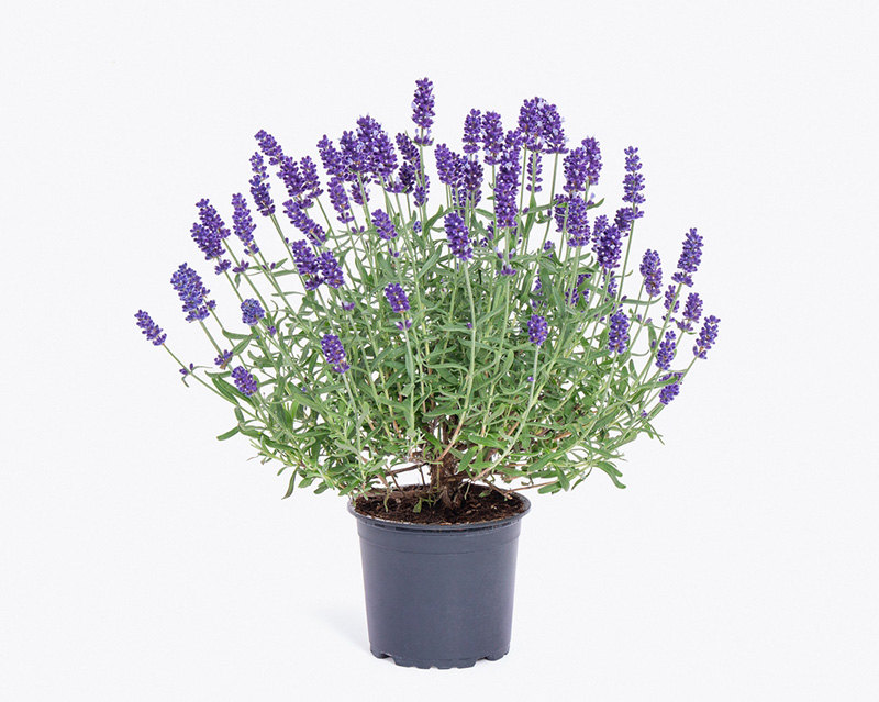 ลาเวนเดอร์ ต้นไม้มงคลปลูกในบ้าน