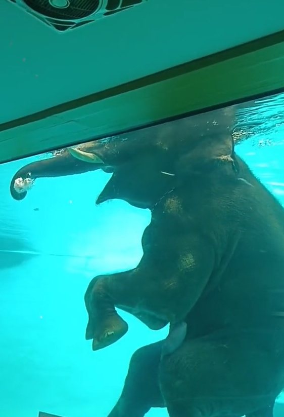 ช้างว่ายน้ำ