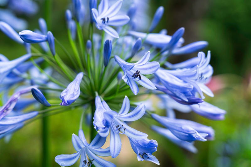 อะกาแพนทัสสีน้ำเงิน