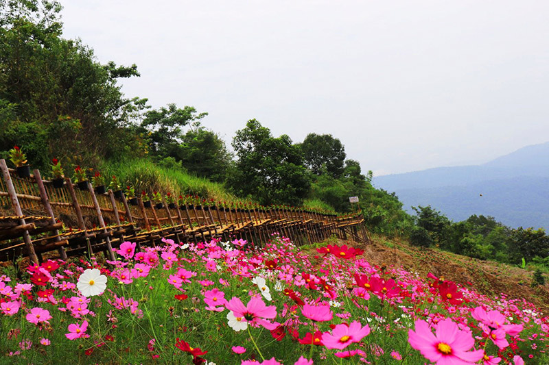 Skywalk ม่อนแจ่ม