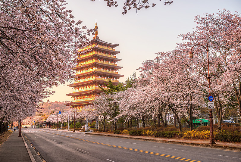  พยากรณ์ดอกพ็อดกด เกาหลี 2026