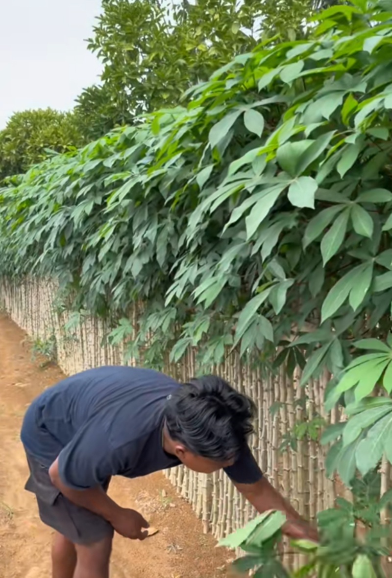 รั้วบ้าน