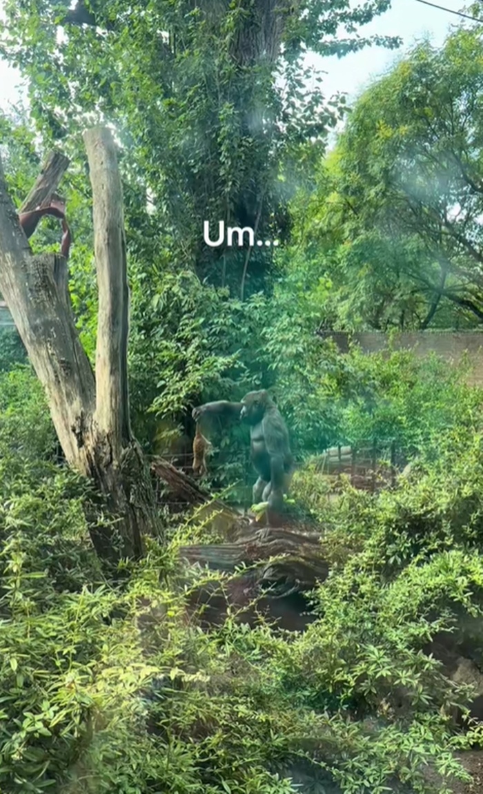 เมียร์แคท