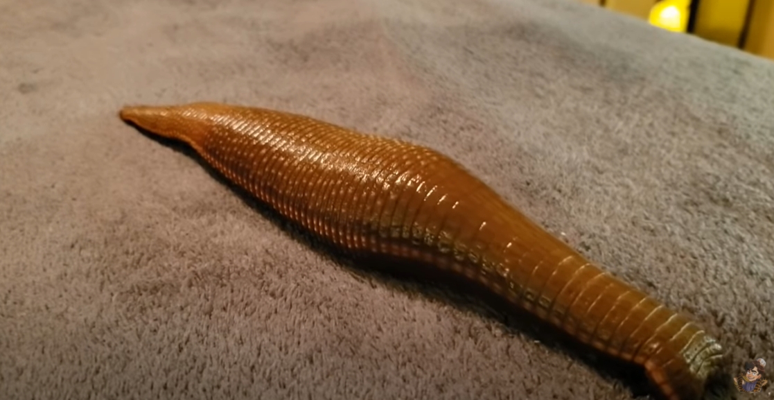 ปลิงยักษ์