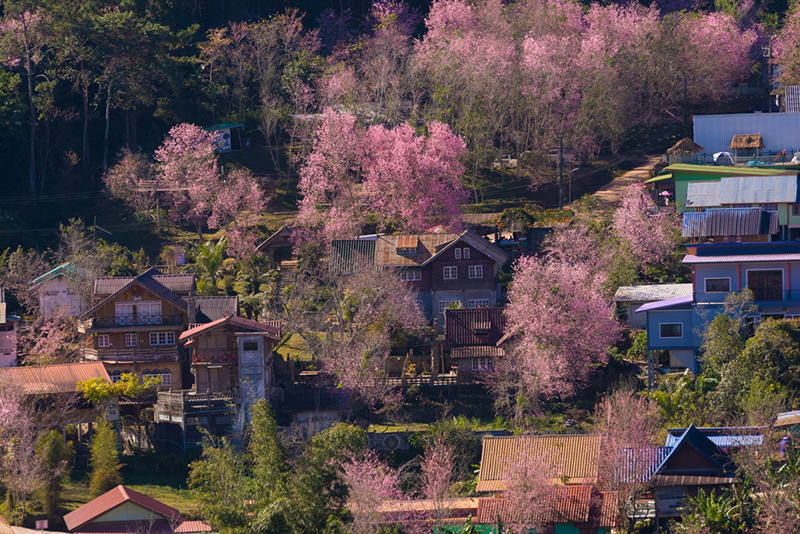 ดอกนางพญาเสือโคร่ง