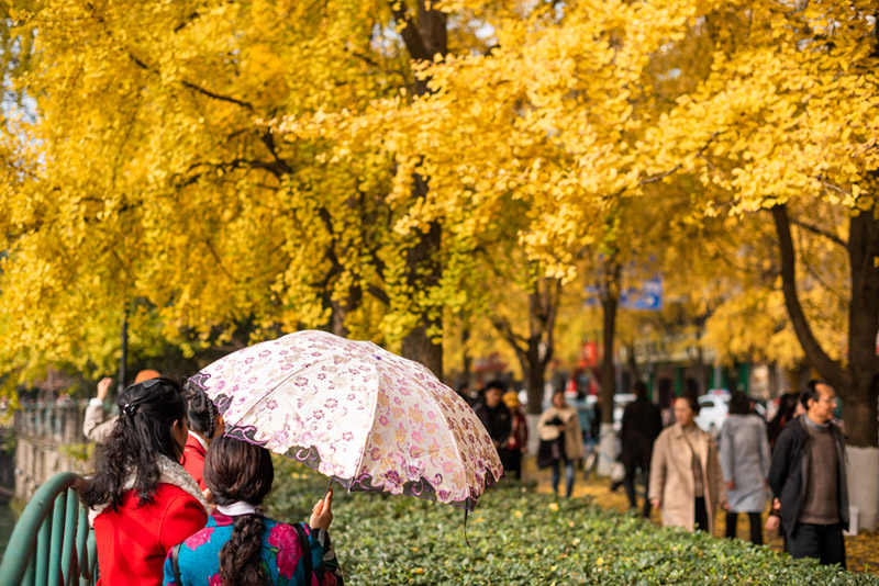 สถานที่ชมต้นแปะก๊วย