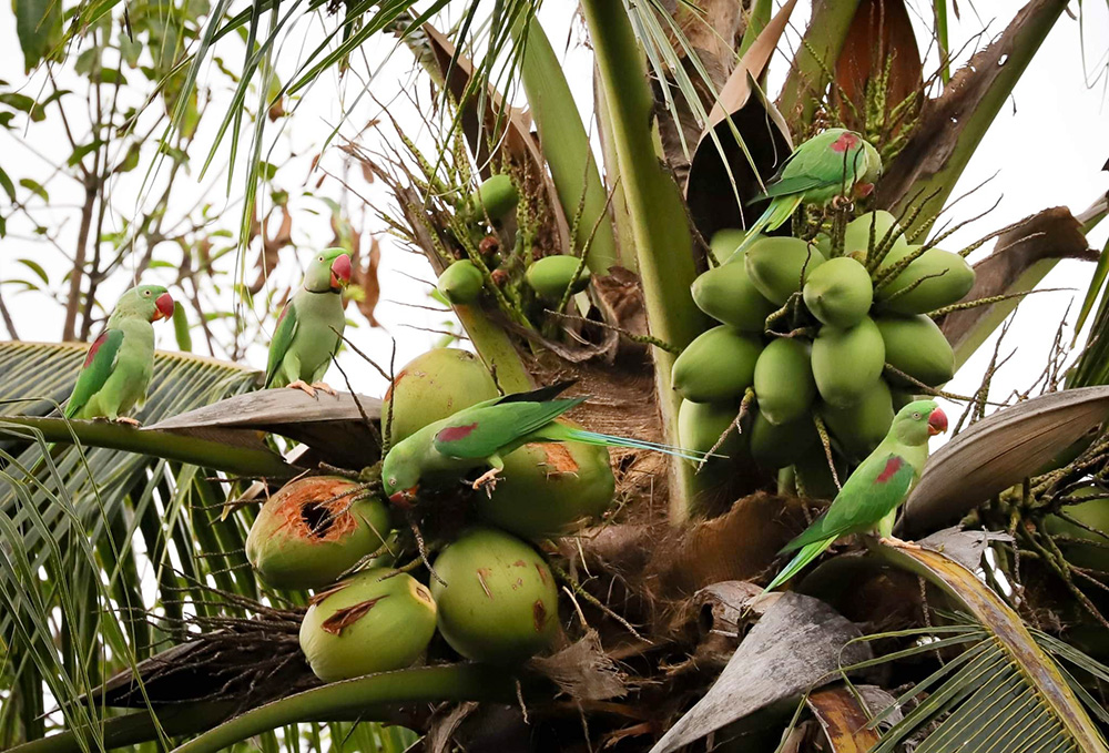 นกแก้วโม่ง