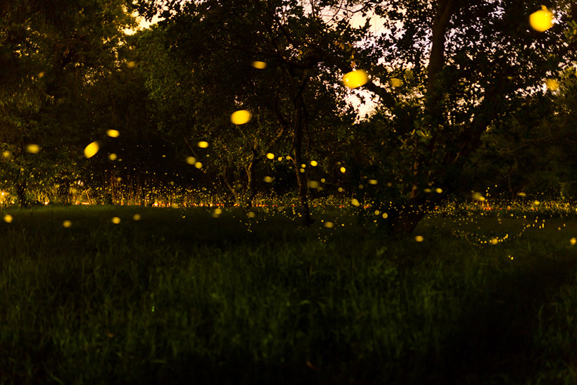 ดูหิ่งห้อย ปราจีนบุรี 2563