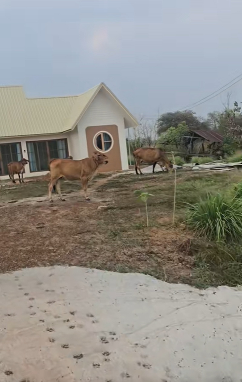 เพื่อนบ้าน