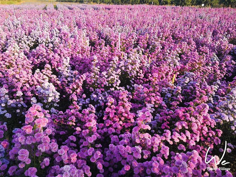 สวนดอกมากาเร็ต เชียงใหม่