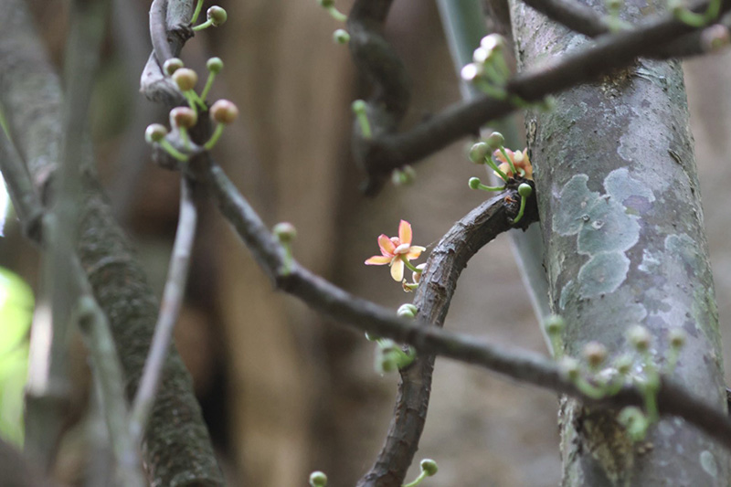 บัวศรีพังงา อุทยานแห่งชาติศรีพังงา