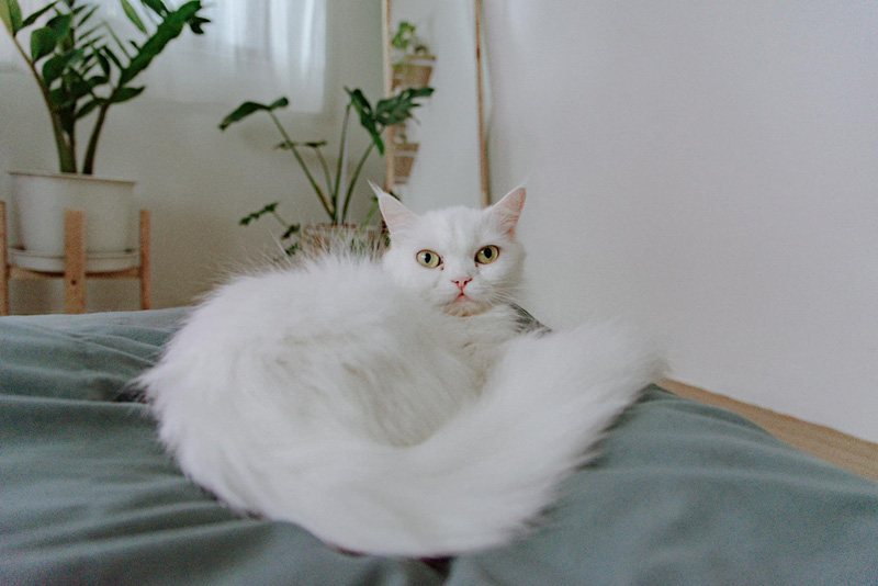 รีโนเวทห้องไม้เก่า 