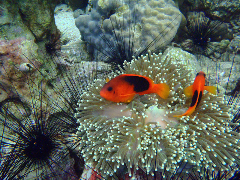 หมู่เกาะอาดัง-ราวี จังหวัดสตูล