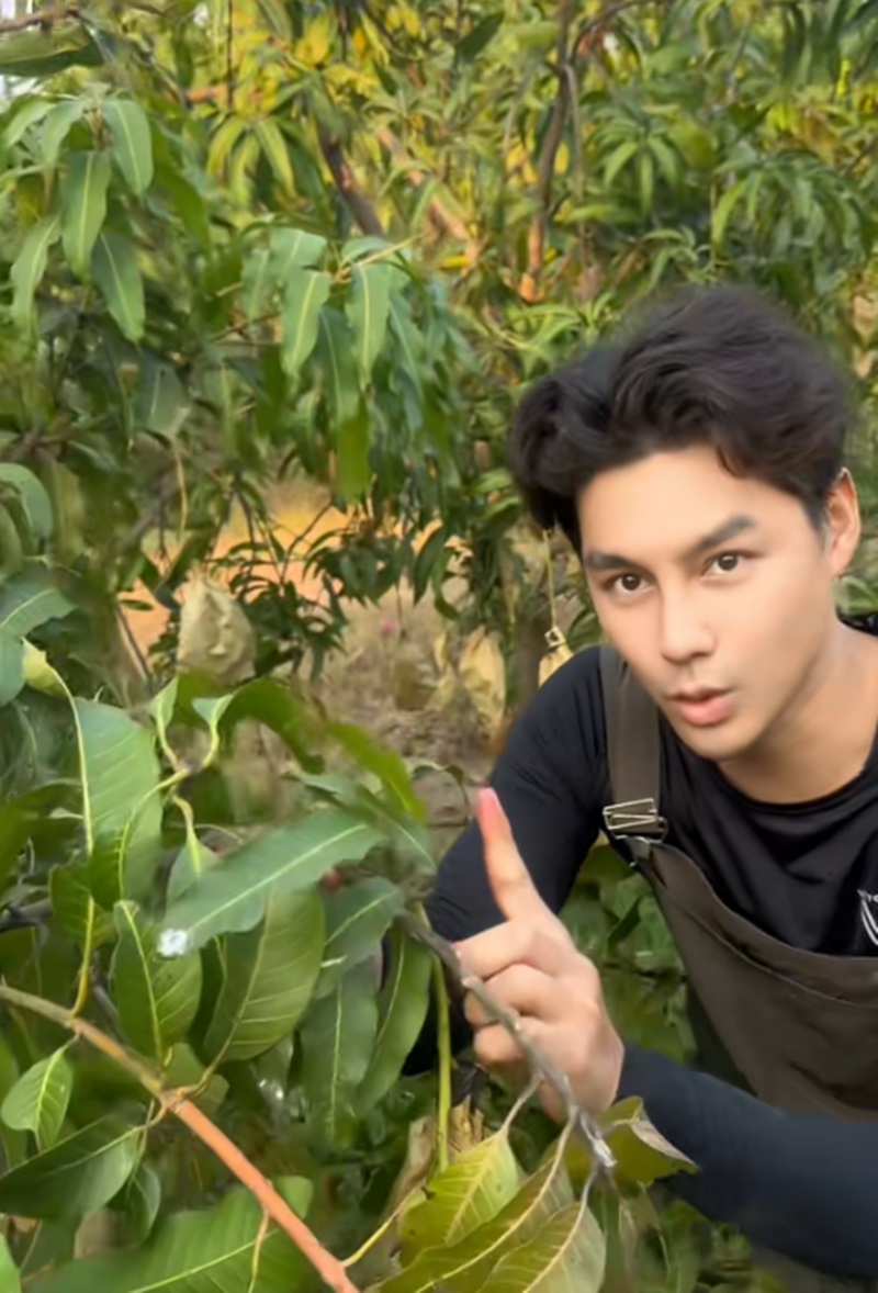 เพ็ชร ฐกฤต เปิดสวนมะม่วง