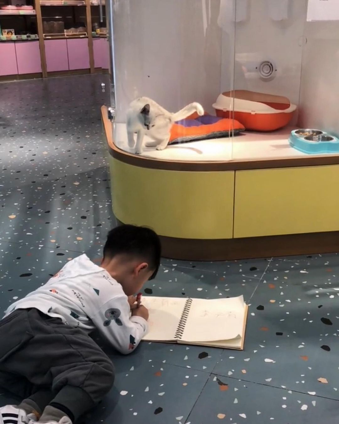 วาดรูปแมว