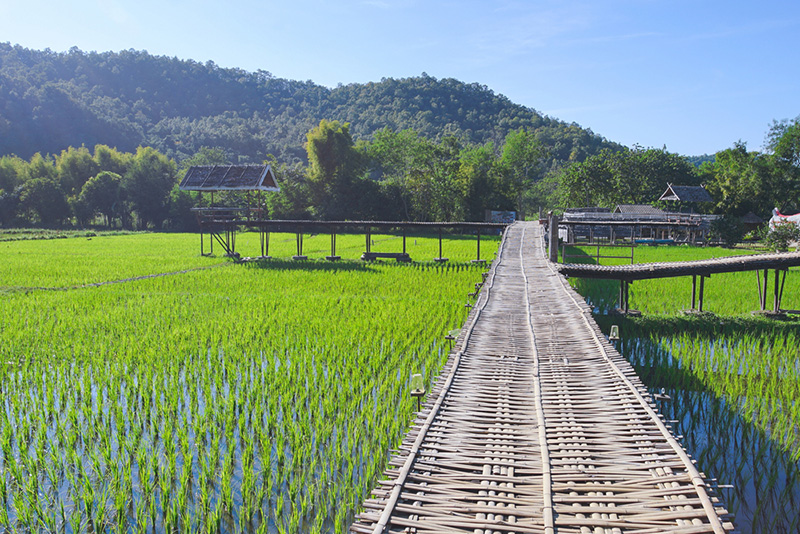 สะพานข้าวก้าวเพื่อสุข