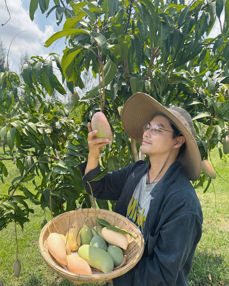 เพ็ชร ฐกฤต หลังผันตัวทำสวน เก็บมะม่วงขาย