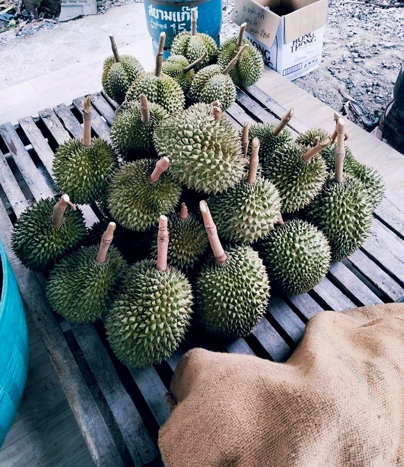 ชบา รีสอร์ท จันทบุรี เที่ยวสวนผลไม้จันทบุรี 2568