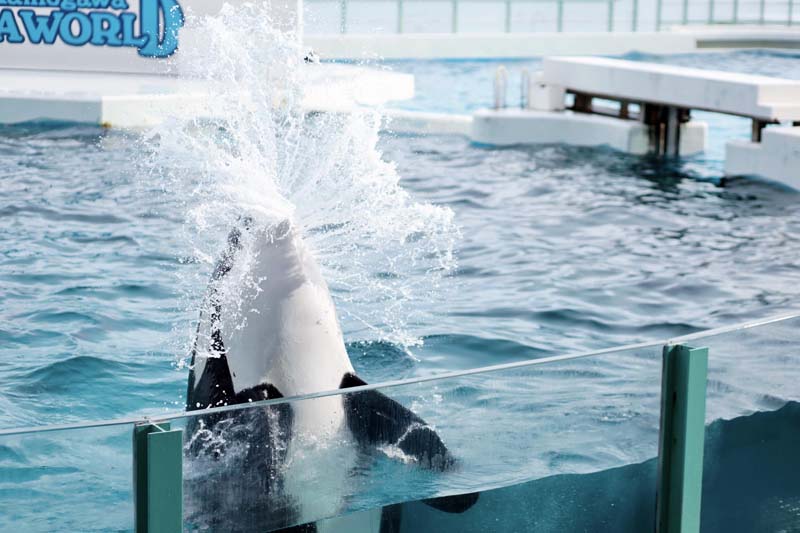Kamogawa Sea World