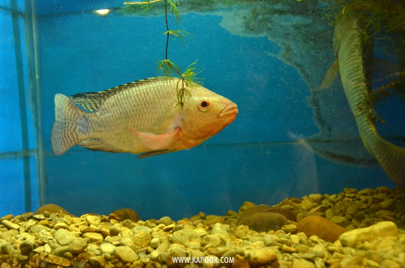 เที่ยวทะเลสาบอินเล เมียนมา