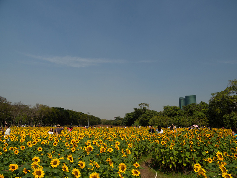 ทุ่งทานตะวัน 2568 กรุงเทพ