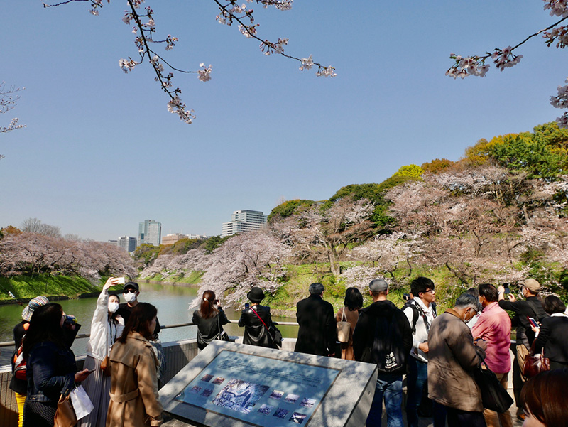 ซากุระ 2020