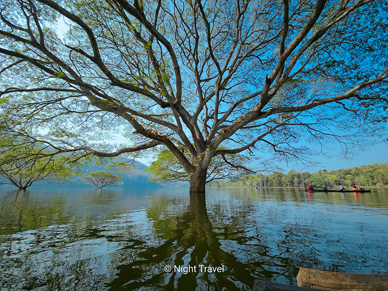 ล่องเรือชมต้นฉำฉา ที่เที่ยวเชียงใหม่