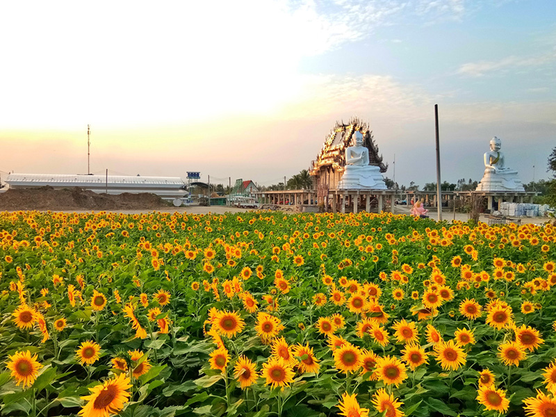 ทุ่งทานตะวัน