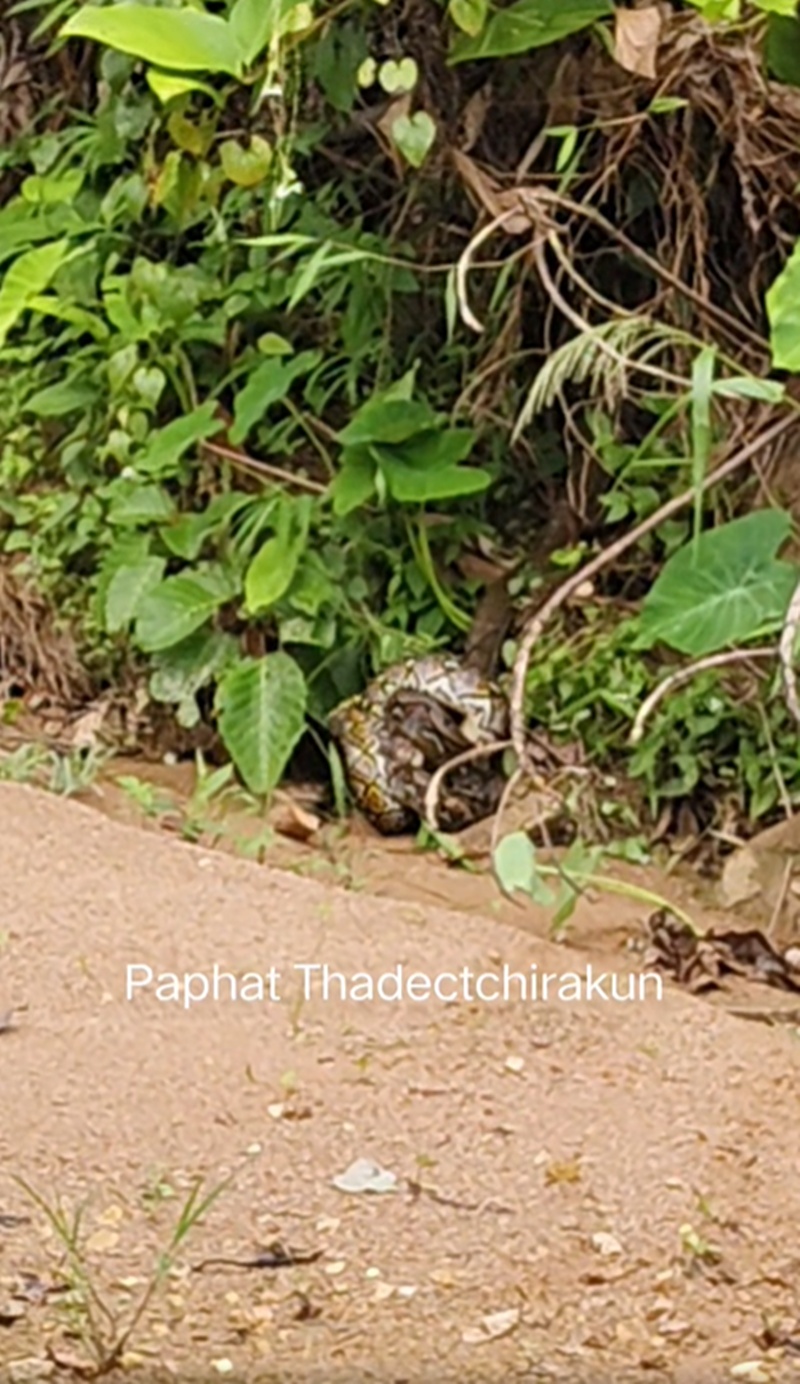 งูจงอาง