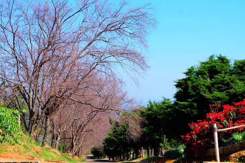 ดอกนางพญาเสือโคร่ง 2563