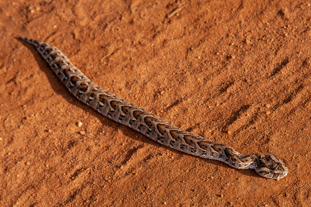 งูพัฟฟ์แอดเดอร์