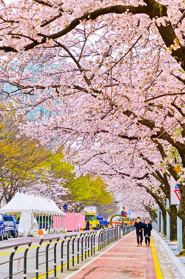 พยากรณ์ดอกพ็อดกด เกาหลี 2026