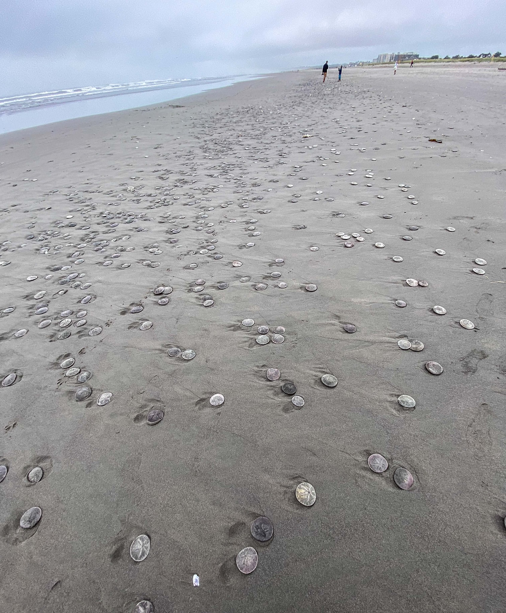 สิ่งมีชีวิตประหลาด