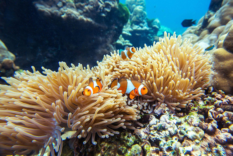 เกาะรอก จังหวัดตรัง