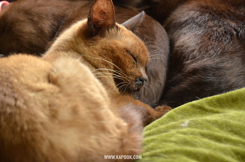 เที่ยวทะเลสาบอินเล เมียนมา