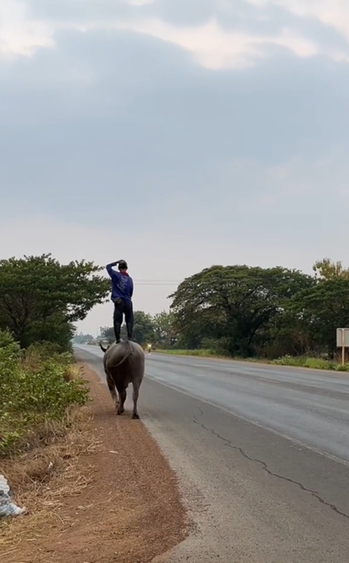 ขี่ควาย