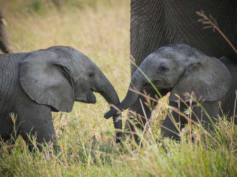 สัตว์ป่าในเขตอนุรักษ์ มาไซ มารา ประเทศเคนยา