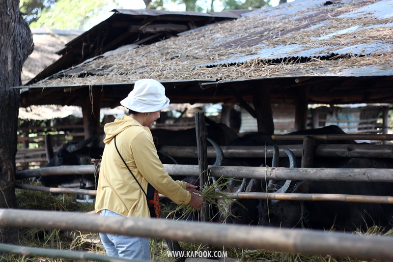 เที่ยวเชียงราย