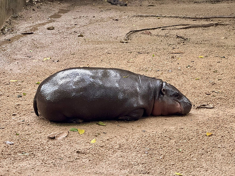 หมูเด้ง ยังฮอตไม่หยุด