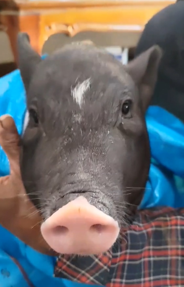 หมูแคระ