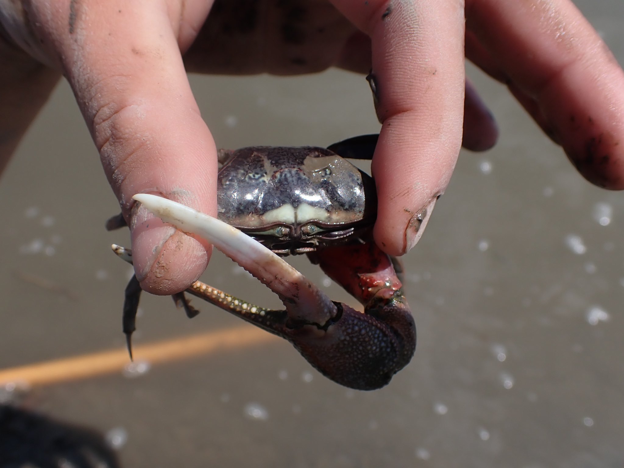 ปูก้ามดาบ