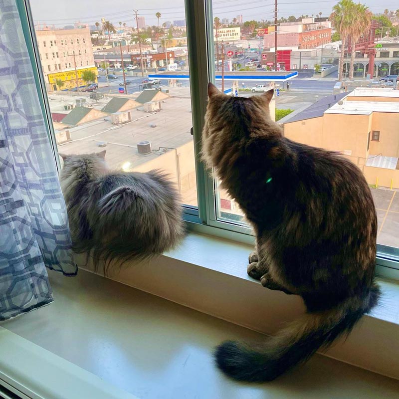 นาตาลี เดวิส