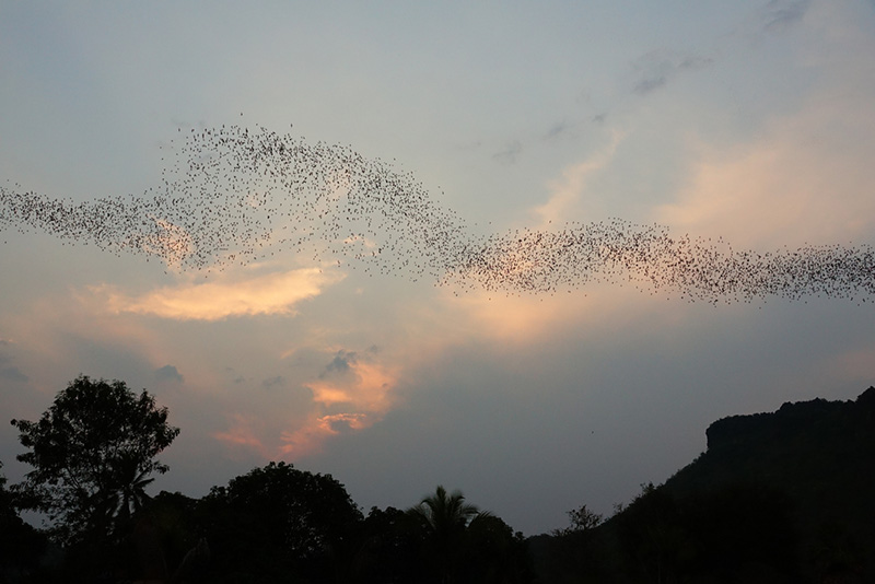 อุทยานแห่งชาติภูผาม่าน ค้างคาว