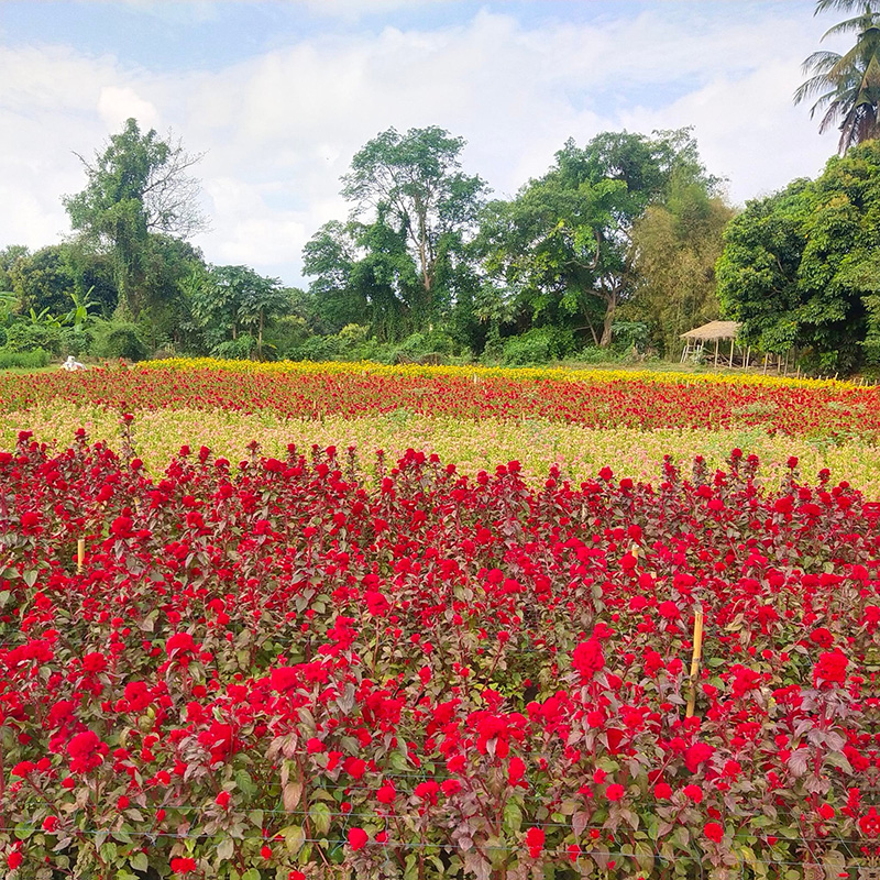 สวนลุงรน สวนดอกไม้เชียงใหม่