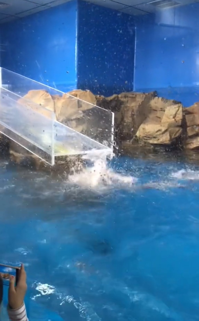 นกเพนกวิน