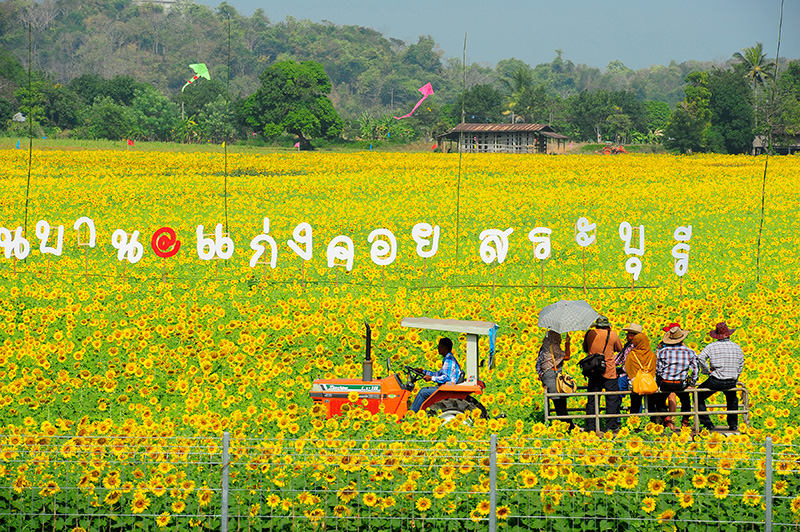 ทุ่งทานตะวัน 2568 ลพบุรี